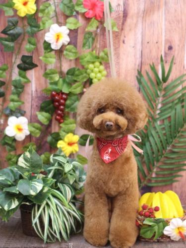 20230820ろこちゃん